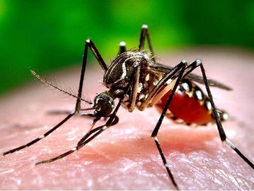4.26全国疟疾日|消除疟疾控新冠，同防输入再传播