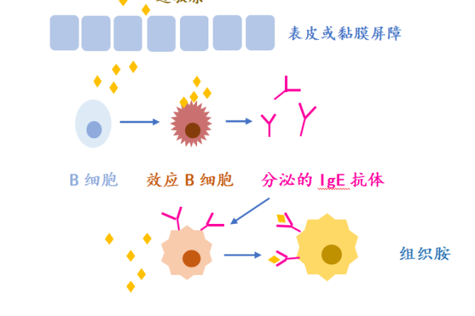 过敏的真相！如何防治过敏？