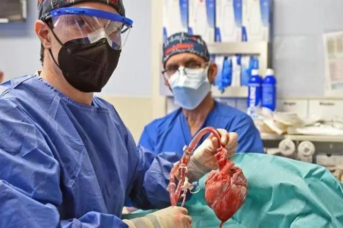全球首例猪心脏移植患者术后2个月死亡，失败原因公布！